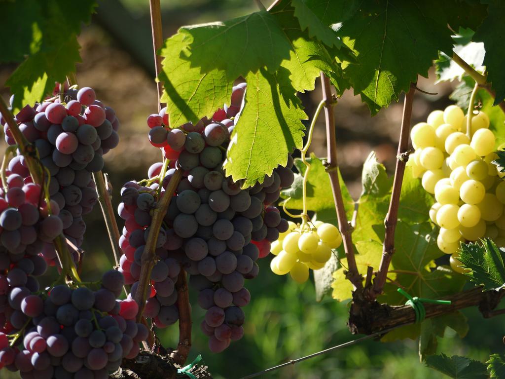 Azienda Agricola Polveraia San Gimignano Esterno foto