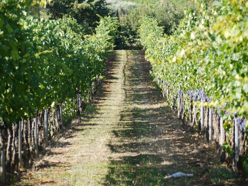 Azienda Agricola Polveraia San Gimignano Esterno foto